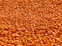 Masoor Dal Ke Fayde: देसी घी के छौंक से लेकर मठ्ठा के साथ सेवन तक, जानिए इसे खाने से शरीर को मिलने वाले फायदों के बारे में