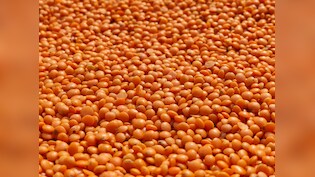 Masoor Dal Ke Fayde: देसी घी के छौंक से लेकर मठ्ठा के साथ सेवन तक, जानिए इसे खाने से शरीर को मिलने वाले फायदों के बारे में