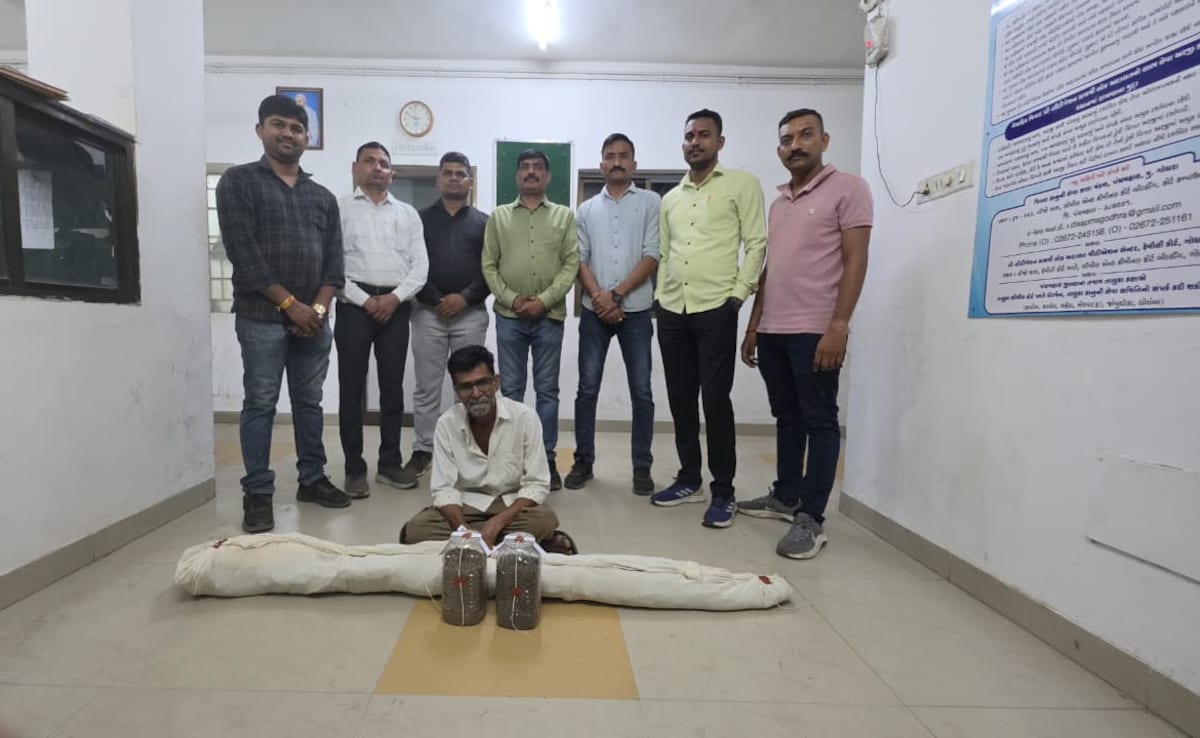 Gujarat Cops Unearth Cannabis Plantation Worth Rs 2.6 Lakh, Owner Arrested