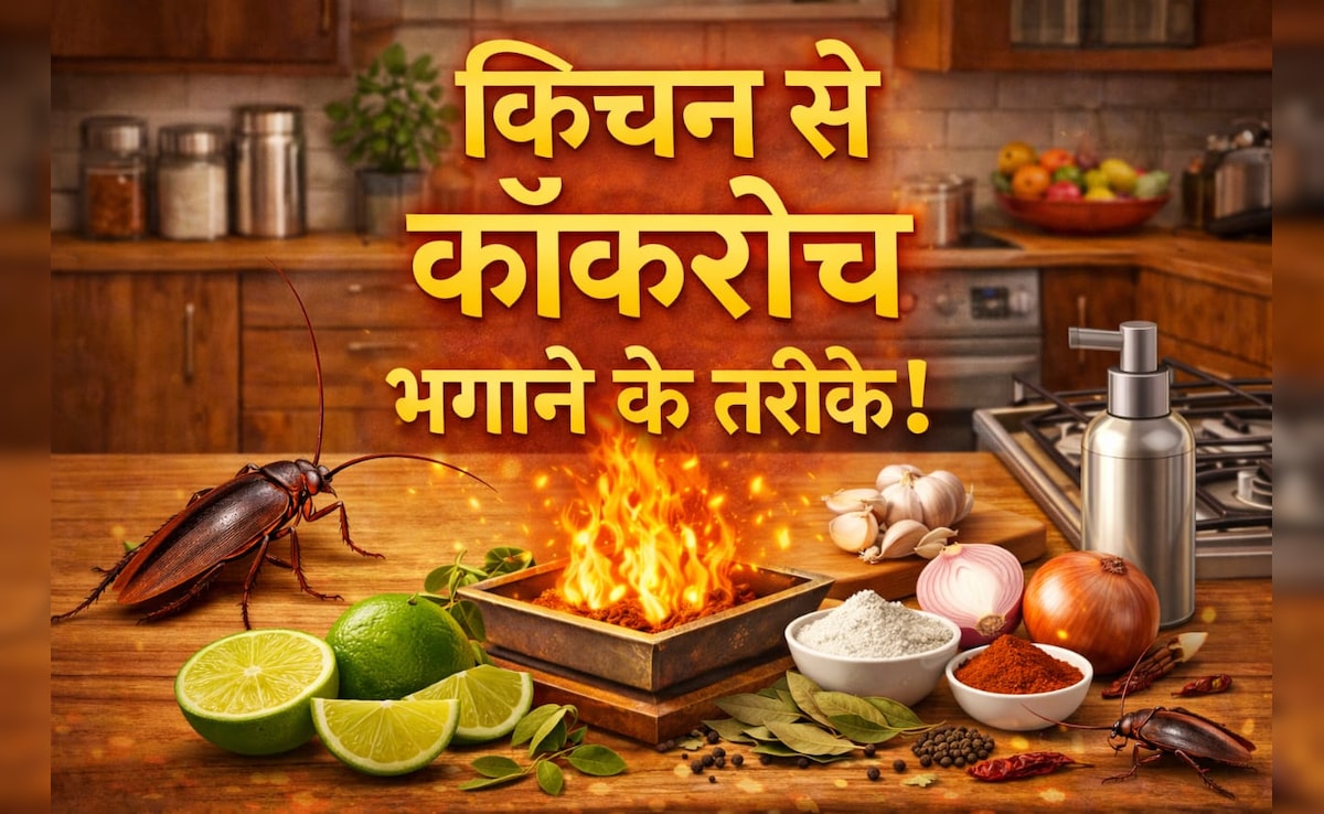 किचन से कॉकरोच कैसे भगाएं? अपनाएं ये 9 आसान तरीके, दोबारा कभी नजर नहीं आएंगे...