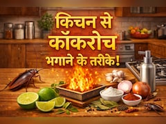 किचन से कॉकरोच कैसे भगाएं? अपनाएं ये 9 आसान तरीके, दोबारा कभी नजर नहीं आएंगे...