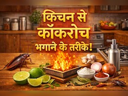 किचन से कॉकरोच कैसे भगाएं? अपनाएं ये 9 आसान तरीके, दोबारा कभी नजर नहीं आएंगे...
