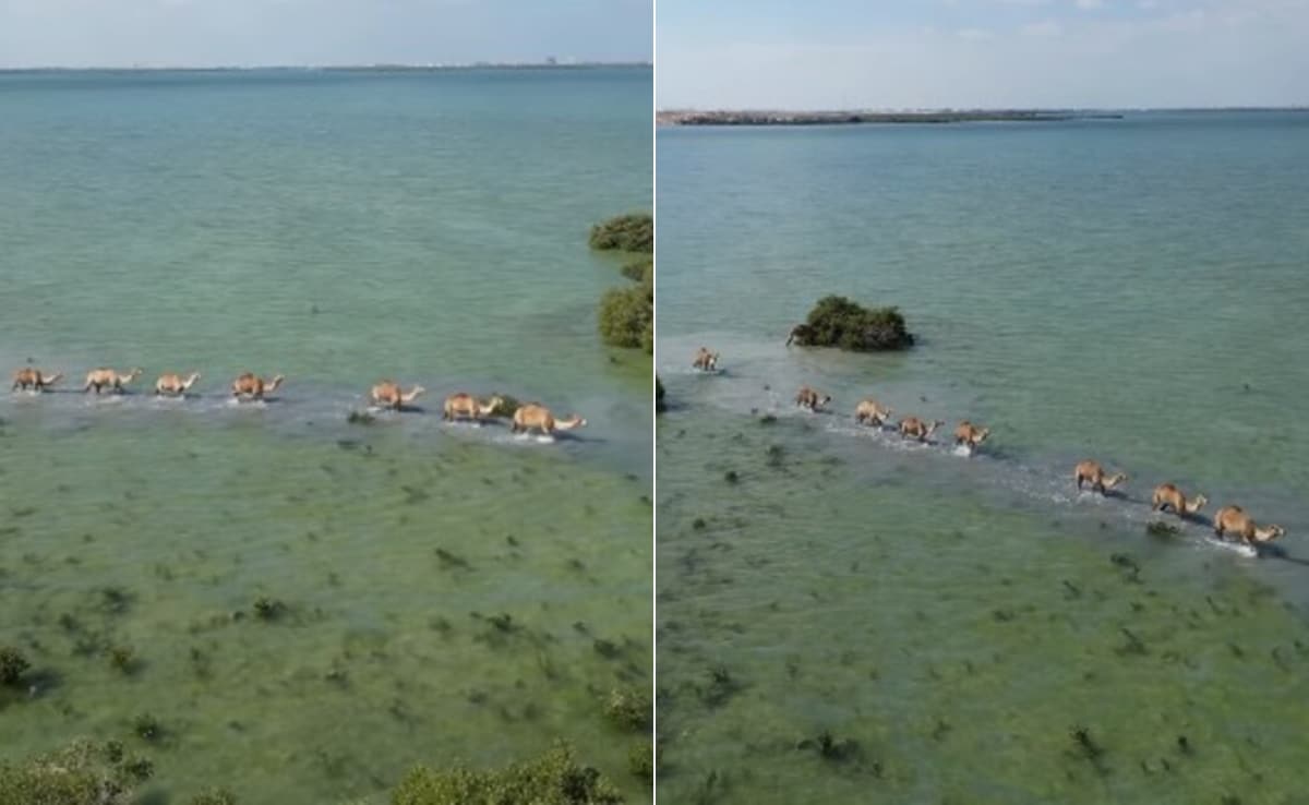 समुद्र के बीच ऊंटों का काफिला! पानी में चलते ऊंटों का खूबसूरत Video वायरल, ऐसा नजारा देख लोग हैरान
