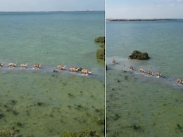 समुद्र के बीच ऊंटों का काफिला! पानी में चलते ऊंटों का खूबसूरत Video वायरल, ऐसा नजारा देख लोग हैरान