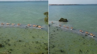 समुद्र के बीच ऊंटों का काफिला! पानी में चलते ऊंटों का खूबसूरत Video वायरल, ऐसा नजारा देख लोग हैरान