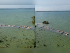 समुद्र के बीच ऊंटों का काफिला! पानी में चलते ऊंटों का खूबसूरत Video वायरल, ऐसा नजारा देख लोग हैरान