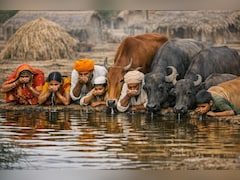 Water Crisis: इंसान और जानवर एक ही जगह से पी रहे पानी, पुणे के आदिवासी गांवों में गहराया जल संकट