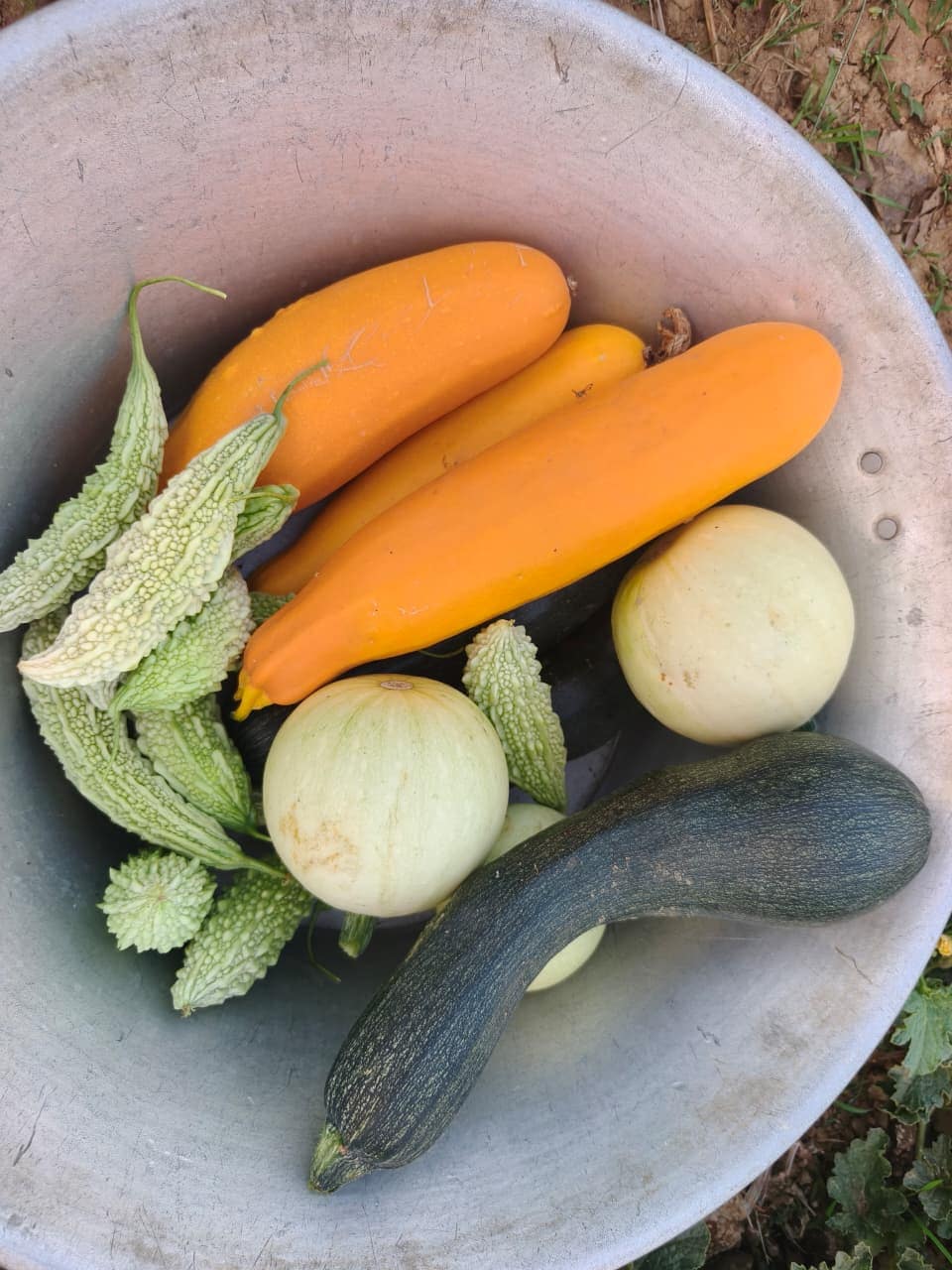 Unique Farming: सफेद करेला व अन्य सब्जियां