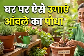घर पर आंवले का पौधा कैसे लगाएं? ये रहा आसान तरीका!