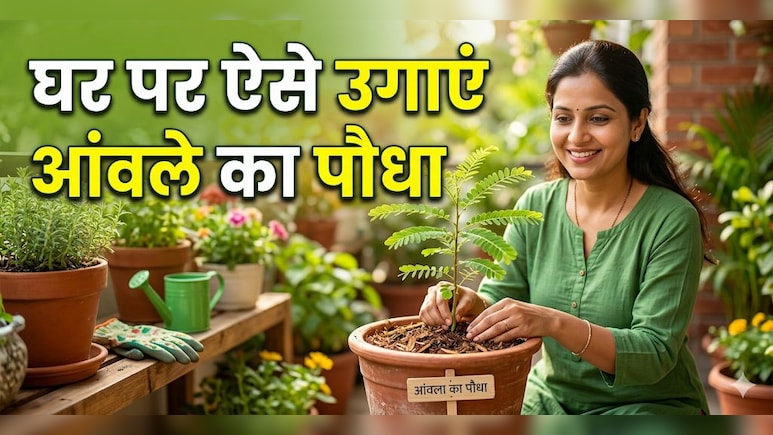 घर पर आंवले का पौधा कैसे लगाएं? ये रहा आसान तरीका!