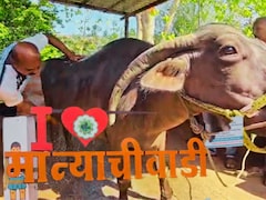 गाव लहान पण डोस्कं लय भारी! गाणं ऐकत म्हशींचा शॉवर, साताऱ्यात मान्याचीवाडीत जनावरांसाठी 'ब्युटी पार्लर'