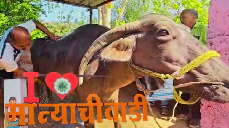गाव लहान पण डोस्कं लय भारी! गाणं ऐकत म्हशींचा शॉवर, साताऱ्यात मान्याचीवाडीत जनावरांसाठी 'ब्युटी पार्लर'