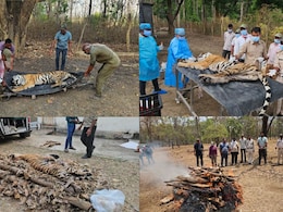 कान्हा में &lsquo;साइलेंट किलर&rsquo; का हमला? 9 दिन में बाघिन T-141 और उसके चार शावकों का पूरा कुनबा खत्म