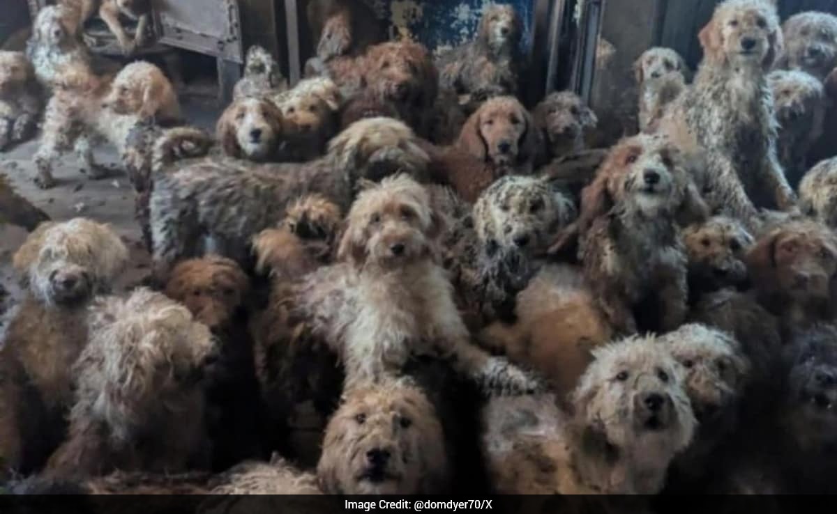 Nearly 250 Dogs Found Packed Into One Room In Scene Many Mistook For AI