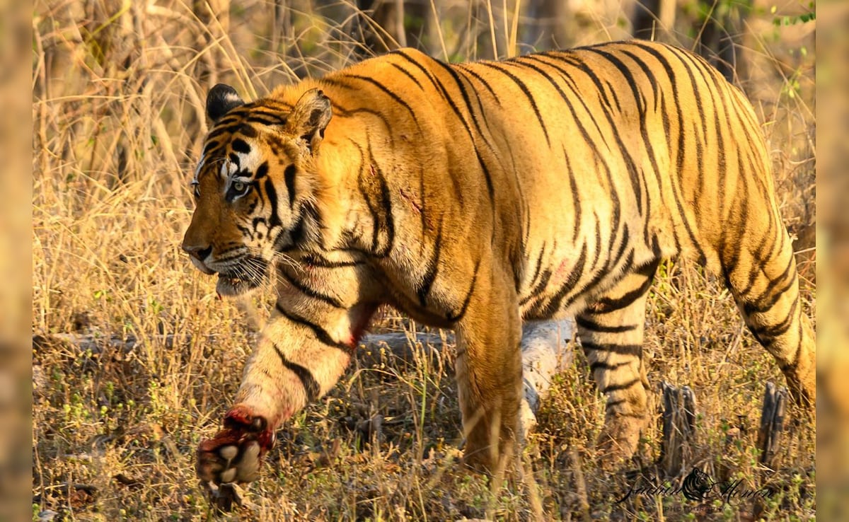 MP में बाघ की मौत का जिम्मेदार 'अमेरिका-ईरान युद्ध' ? 23 दिन गायब रहा सिग्नल, फिर दफन मिली लाश