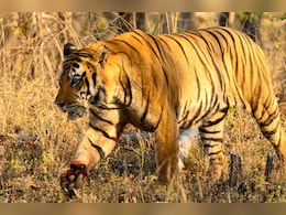 MP में बाघ की मौत का जिम्मेदार 'अमेरिका-ईरान युद्ध' ? 23 दिन गायब रहा सिग्नल, फिर दफन मिली लाश