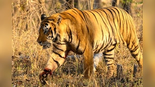 MP में बाघ की मौत का जिम्मेदार 'अमेरिका-ईरान युद्ध' ? 23 दिन गायब रहा सिग्नल, फिर दफन मिली लाश