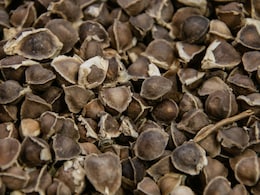 Moringa Seeds May Remove Microplastics From Drinking Water: New Study