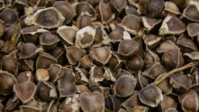 Moringa seeds represent a promising water treatment option