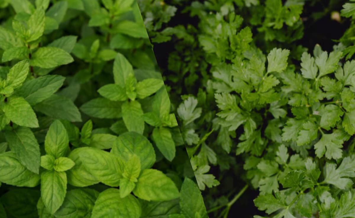 Mint and coriander have the ability to internally cool you in summers