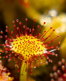 Planet's Most Predatory Plants