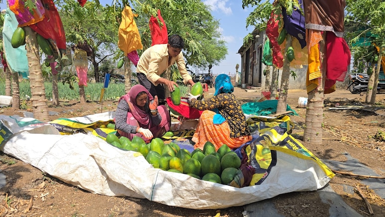 Success Story: कोरोना काल की त्रासदी बनी टर्निंग पॉइंट! आगर मालवा के किसान चेन सिंह ने शुरू की पपीता खेती, आज कमा रहे लाखों
