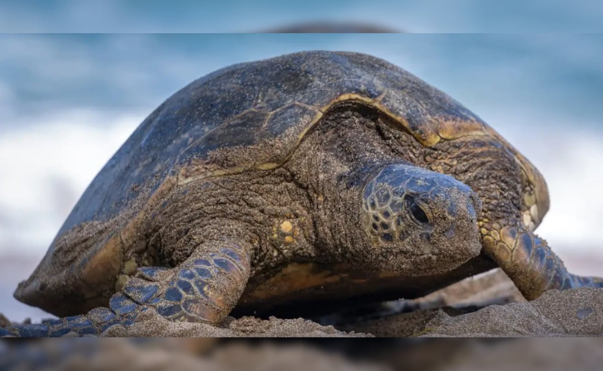 Latest and Breaking News on NDTV