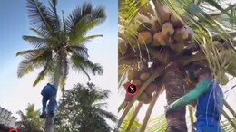 Only In Kerala, Get A Coconut Harvester Like A Cab On An App. Anand Mahindra Posts Viral Video