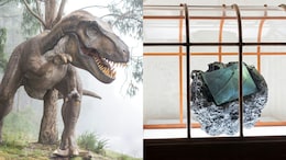 Handbag Made Of 'Dinosaur Leather' Is Selling For Rs 5 Crore At Auction