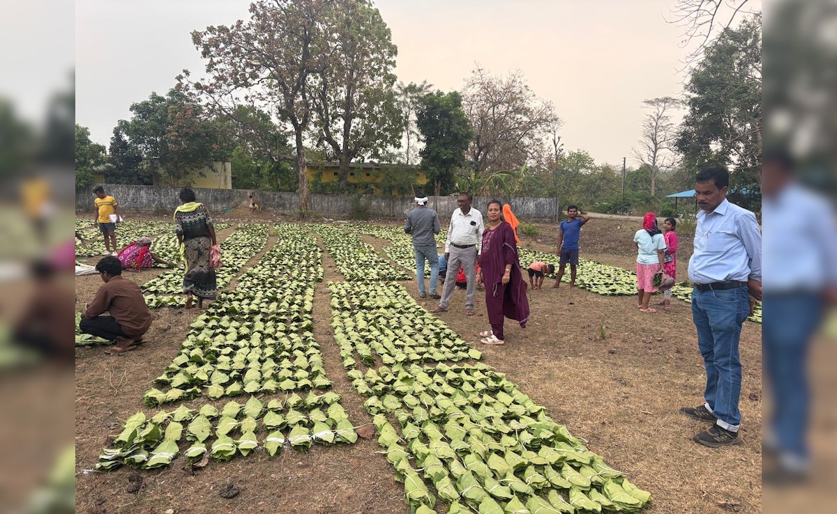 तेंदूपत्ता संग्रहण : ‘हरा सोना’ बदलेगा तस्वीर; छत्तीसगढ़ में 13 लाख संग्राहक परिवारों को मिलेंगे ₹920 करोड़