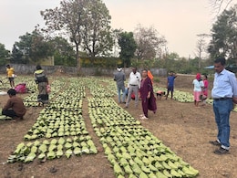 तेंदूपत्ता संग्रहण : &lsquo;हरा सोना&rsquo; बदलेगा तस्वीर; छत्तीसगढ़ में 13 लाख संग्राहक परिवारों को मिलेंगे ₹920 करोड़