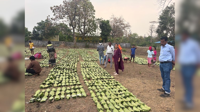 तेंदूपत्ता संग्रहण : &lsquo;हरा सोना&rsquo; बदलेगा तस्वीर; छत्तीसगढ़ में 13 लाख संग्राहक परिवारों को मिलेंगे ₹920 करोड़