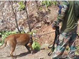 बरौंधा रेंज में अज्ञात वाहन की ठोकर से तेंदुए की मौत: चालक ने 40 मीटर&nbsp;तक घसीटा; सड़क किनारे नाली से शव बरामद