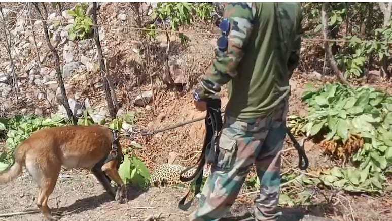 बरौंधा रेंज में अज्ञात वाहन की ठोकर से तेंदुए की मौत: चालक ने 40 मीटर&nbsp;तक घसीटा; सड़क किनारे नाली से शव बरामद