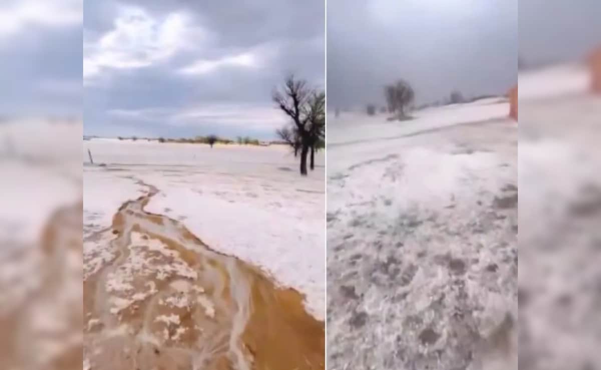 रेगिस्तान में बिछ गई बर्फ की सफेद चादर, बीकानेर का यह नजारा देख लोग बोले- 'ये राजस्थान है या कश्मीर?'