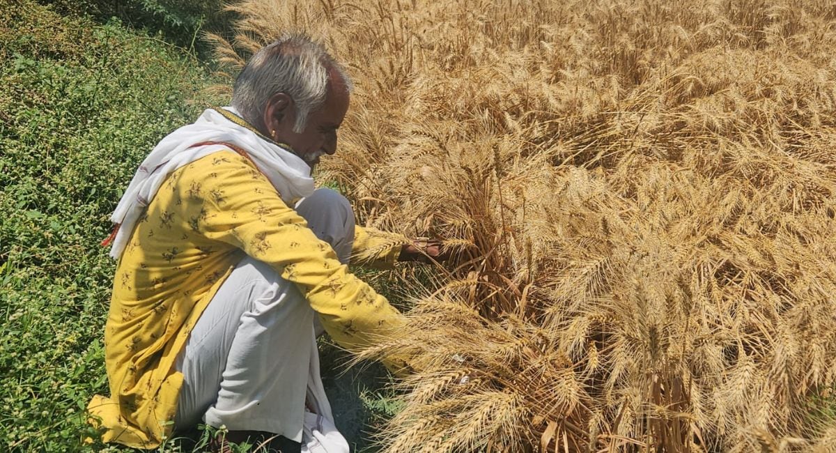 कोटा में बारिश और ओलावृष्टि से फसल चौपट हो गई. 
