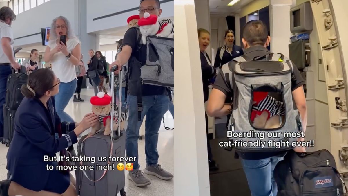 Viral Video: 3 Cats Fly From New York To Paris, Internet Calls Them Most "Well-Behaved"
