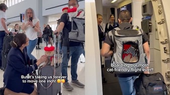 3 Cats Fly From New York To Paris, Internet Calls Them Most 'Well-Behaved'