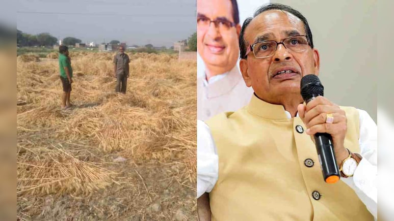 कृषि मंत्री ने बताया बेमौसम बारिश और ओलावृष्टि से कितना हुआ फसलों को नुकसान, मुआवजे पर दी ये जानकारी