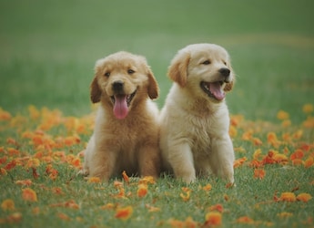 Worried Your Pet Might Catch Bird Flu? Here's What You Can Do