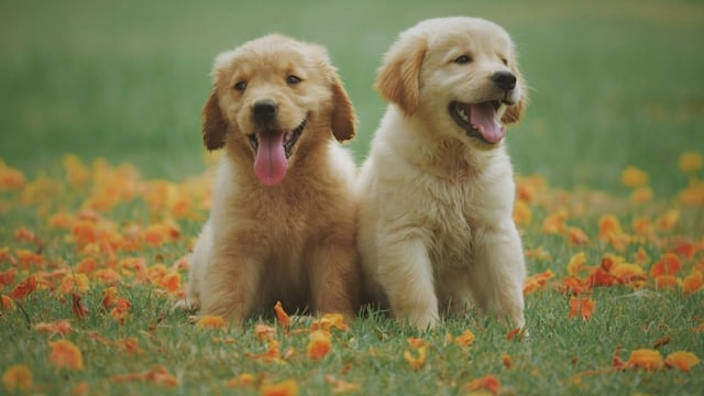 Worried Your Pet Might Catch Bird Flu? Here's What You Can Do