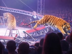 VIDEO: दहशत का शो...सर्कस में पिंजरा लांघकर दर्शकों की ओर लपका बाघ, मची अफरा-तफरी