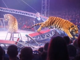 VIDEO: दहशत का शो...सर्कस में पिंजरा लांघकर दर्शकों की ओर लपका बाघ, मची अफरा-तफरी