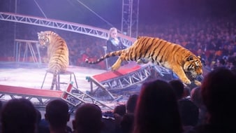 VIDEO: दहशत का शो...सर्कस में पिंजरा लांघकर दर्शकों की ओर लपका बाघ, मची अफरा-तफरी