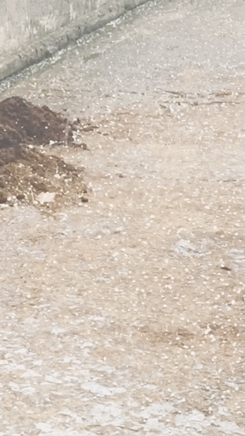 ग्रेटर नोएडा के दनकौर इलाके में शुक्रवार दोपहर बाद ओलावृष्टि.