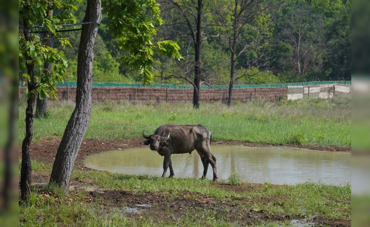 MP के कान्हा में असम से लौटें जंगली भैंसें; CM मोहन ने बताया- क्यों खास है काजीरंगा से ऐतिहासिक ट्रांसलोकेशन?