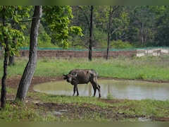 MP के कान्हा में असम से लौटें जंगली भैंसें; CM मोहन ने बताया- क्यों खास है काजीरंगा से ऐतिहासिक ट्रांसलोकेशन?