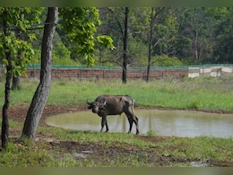 MP के कान्हा में असम से लौटें जंगली भैंसें; CM मोहन ने बताया- क्यों खास है काजीरंगा से ऐतिहासिक ट्रांसलोकेशन?