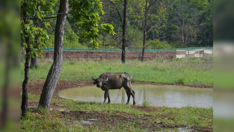 MP के कान्हा में असम से लौटें जंगली भैंसें; CM मोहन ने बताया- क्यों खास है काजीरंगा से ऐतिहासिक ट्रांसलोकेशन?