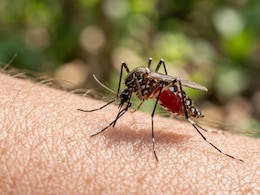 As Climate Shifts, Malaria Gains Ground In South Africa